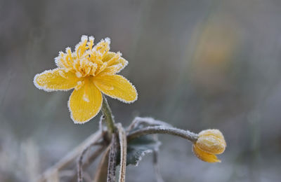 Early april morning frosty wild yellow flower