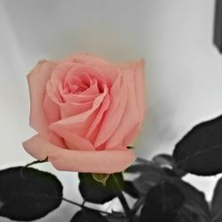 Close-up of pink rose blooming outdoors