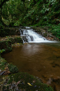 Scenic view of waterfall in forest