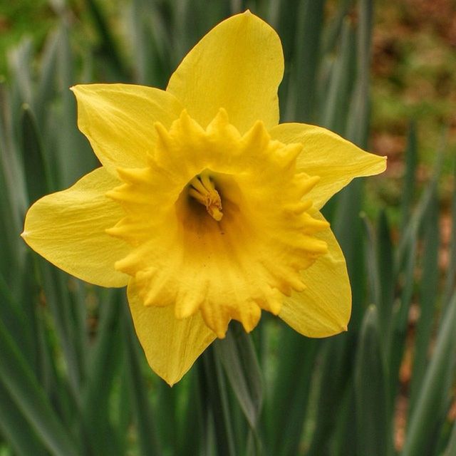 Amaryllidaceae family