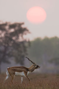 Side view of giraffe on field against sky