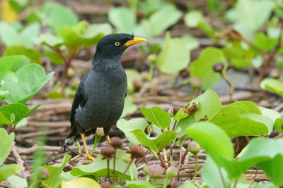 Close-up of bird perching on plant