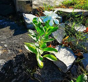 Plants growing in pond