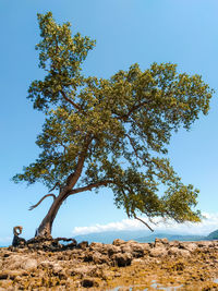 Low angle view of trees against clear blue sky