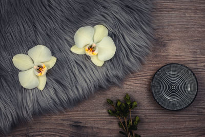 High angle view of white flower on table