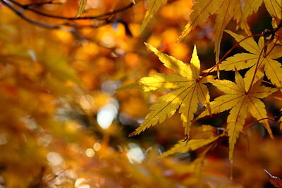 Close-up of yellow maple leaves