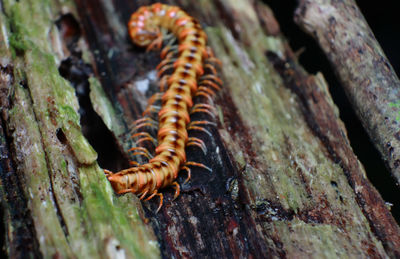 Close-up of centipedes on tree trunk