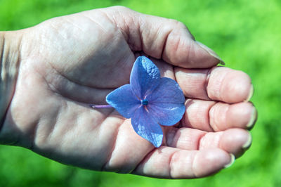Cropped hand of person holding hydrangea