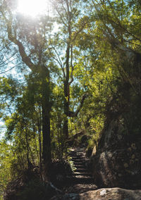 Low angle view of trees in forest