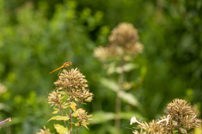 Close-up of bee pollinating flower