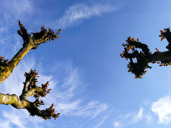 Low angle view of tree against sky