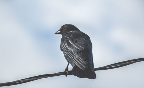 Close-up of bird perching on cable against sky