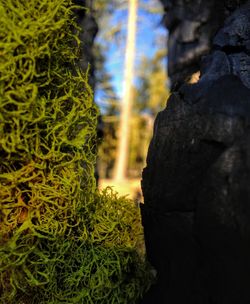 Plants growing on rocks