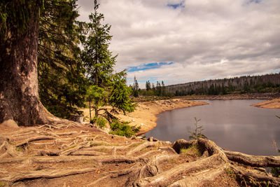 Scenic view of river amidst trees against sky