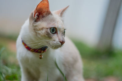 Close-up of a cat looking away