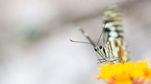 Close-up of butterfly pollinating on flower