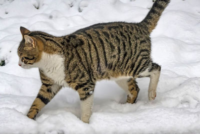 Cats of istanbul in winter season and snow