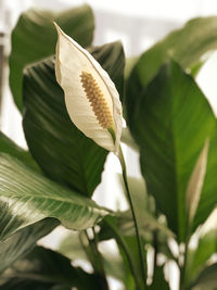 Close-up of white flowering plant