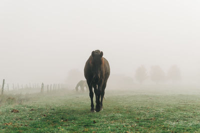 Black horse in fog