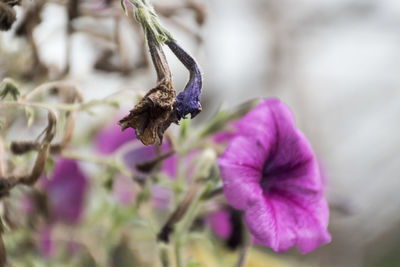 Close-up of purple flower