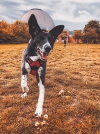 Dog looking away on field