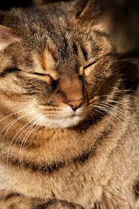 Cat relaxing while sunbathing