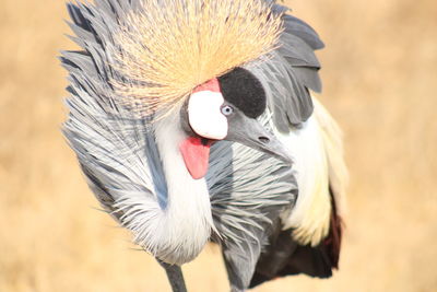 Close-up of a bird