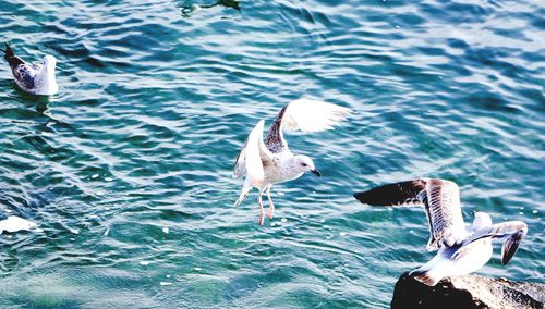 High angle view of seagulls at beach