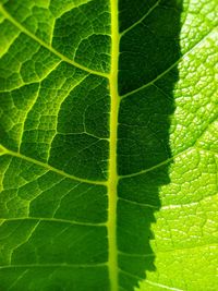 Full frame shot of leaf