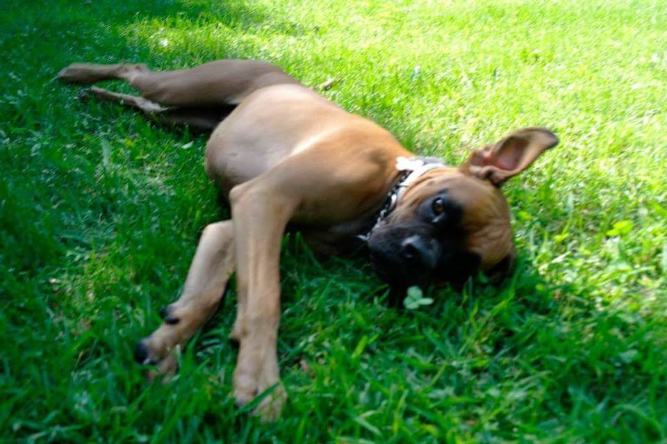 DOG RELAXING ON GRASSY FIELD