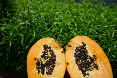 Close-up of orange fruits