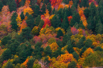 High angle view of autumn trees in forest