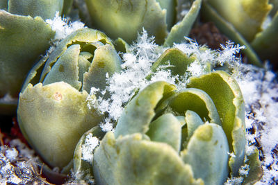 Close up of cactus plant with snow during winter