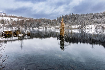 View of the winter lake and snow-covered firs in the background . location place  germany, 