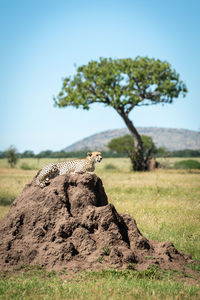 Cheetah sitting on rock against clear sky