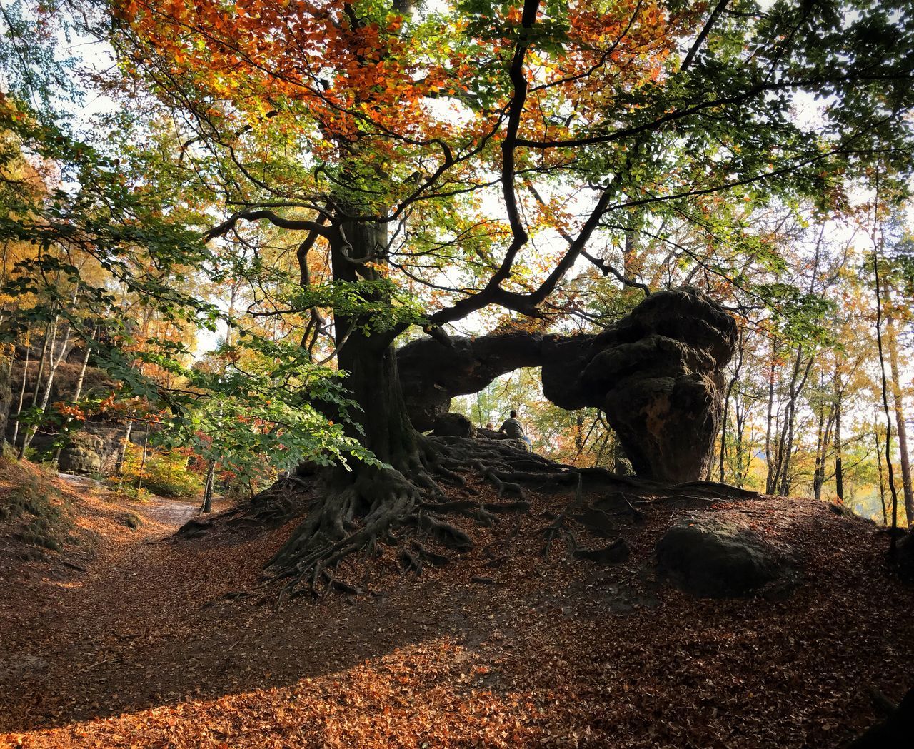 tree, plant, forest, nature, growth, trunk, land, tree trunk, day, tranquility, no people, beauty in nature, branch, outdoors, plant part, autumn, tranquil scene, leaf, change, woodland