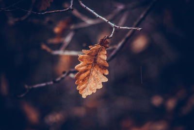 Close-up of dry leaves on tree