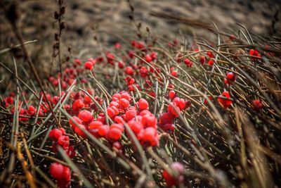 Red berries growing on field