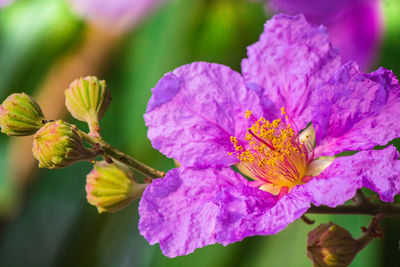 Close-up of purple flowering plant