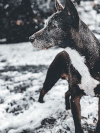 Dog standing in snow and looking to the side 