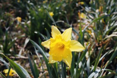 Close-up of yellow daffodil flower