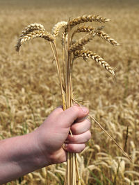 Close-up of hand holding wheat growing on field