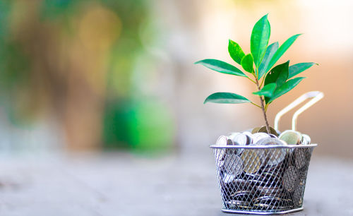 Close-up of potted plant against wall