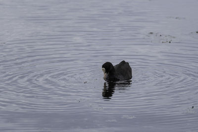 Black swan swimming on lake