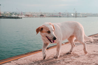 Dog standing on beach