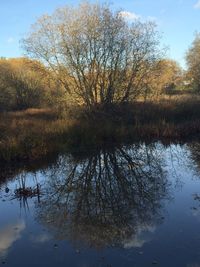 Reflection of trees in lake against sky