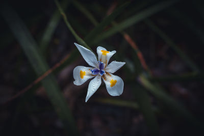 Close-up of white iris