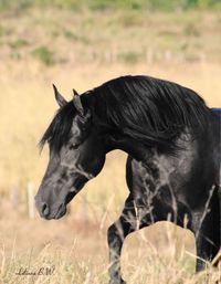 Close-up of horse on field