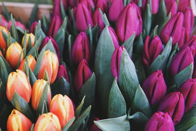 Close-up of pink tulips for sale in market