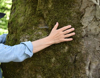 Close-up of hands on tree trunk.  man hugs oak tree in the forest- kind of relaxing dendrotherapy. 